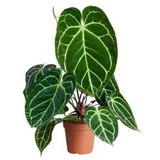 Anthurium Crystallinum