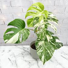 Monstera Deliciosa Albo Variegata