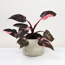 Philodendron Pink Princess