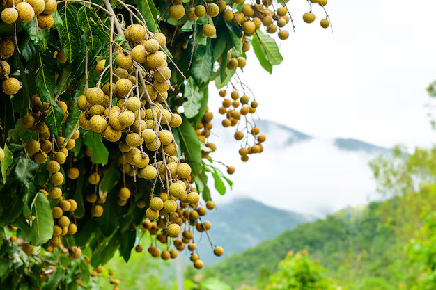 Fresh longan fruits growing on tree with mountains in background